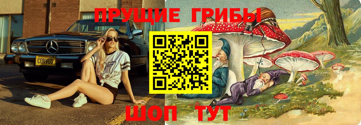 Саров  Псилоцибиновые грибы мицелий  Вход с VPN  Псилоцибиновые грибы Psilocybe 
