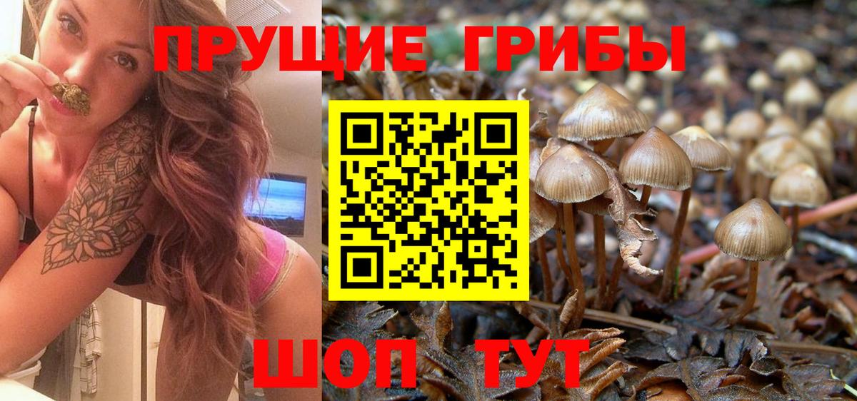 Псилоцибиновые грибы Psilocybe Саров