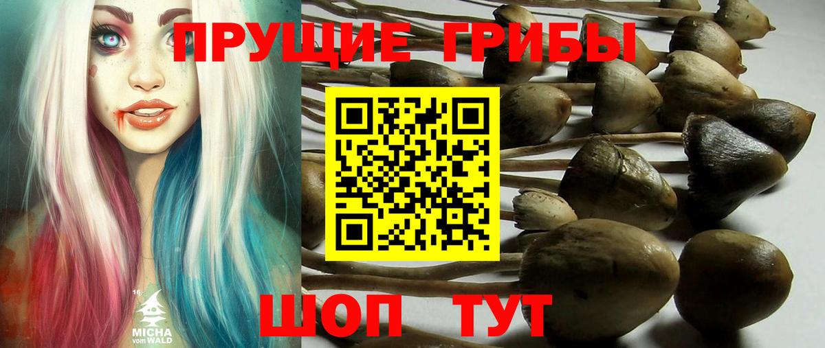 Псилоцибиновые грибы GOLDEN TEACHER  как найти закладки  Саров 